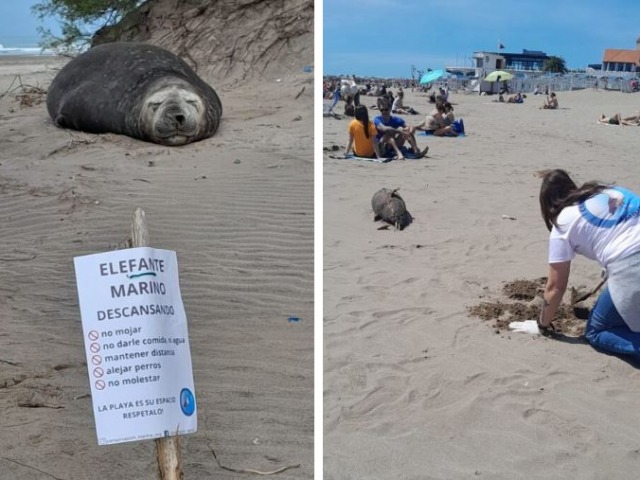 Los elefantes marinos eligen cada vez ms las costas bonaerenses